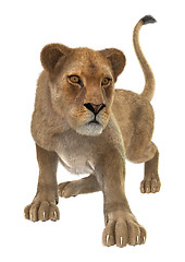 Image showing Female Lion