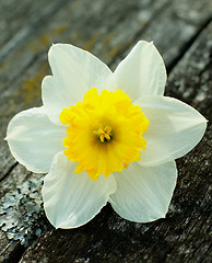 Image showing Daffodil