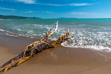 Image showing Snag on a beach 