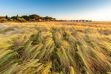 Image showing Young wheat growing in green farm field under blue sky