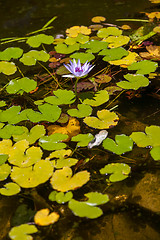 Image showing Purple lotus blossoms or water lily flowers 