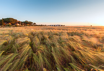 Image showing Young wheat growing in green farm field under blue sky