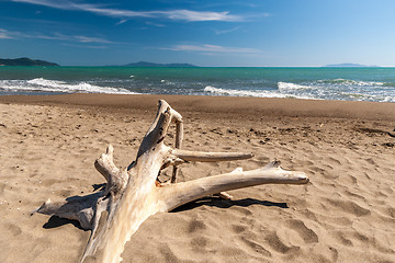 Image showing Snag on a beach 