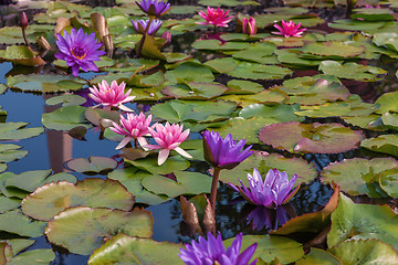 Image showing Pink lotus blossoms or water lily flowers 