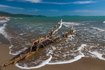 Image showing Snag on a beach 