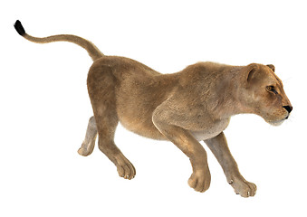 Image showing Female Lion