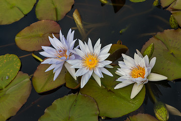 Image showing white lotus blossoms or water lily flowers 