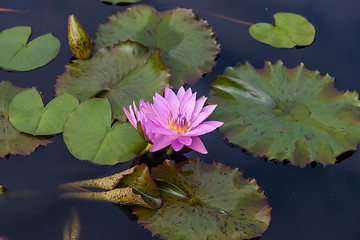 Image showing Pink lotus blossoms or water lily flowers 