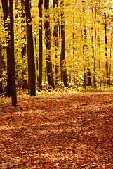 Image showing Fall forest landscape