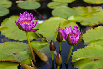 Image showing Pink lotus blossoms or water lily flowers 