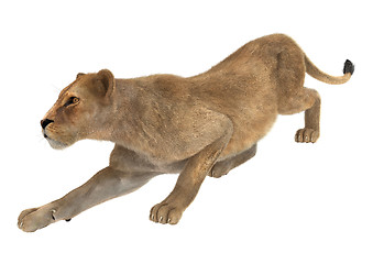 Image showing Female Lion