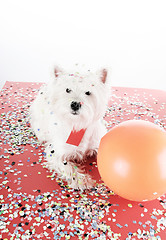 Image showing Dog party