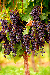 Image showing Red grapes