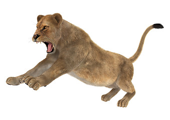 Image showing Female Lion