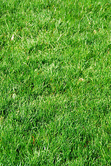 Image showing Grass background