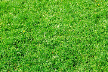 Image showing Green grass