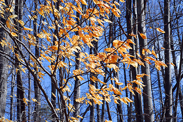 Image showing Late fall