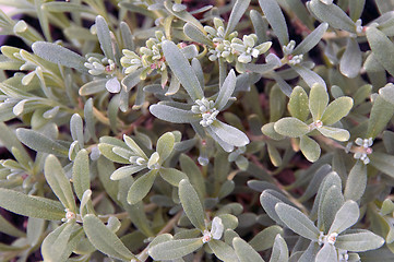Image showing Lavender plant fills frame
