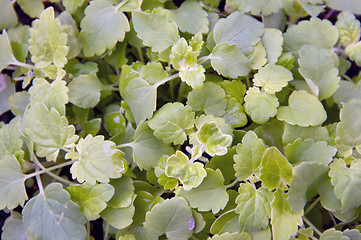 Image showing Lush catnip plant fills frame