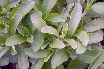 Image showing Stevia plant fills image frame