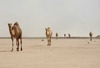 Image showing ASIA MIDDLE EAST JORDAN WADI RUM