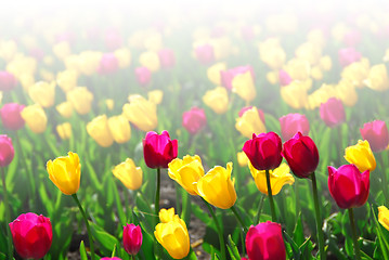 Image showing Tulip field
