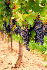 Image showing Grape vines