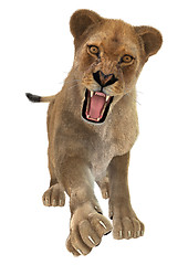 Image showing Female Lion