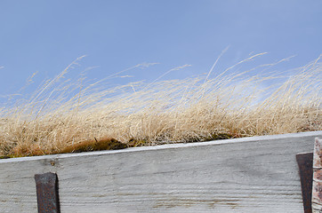 Image showing Roof covered with grass