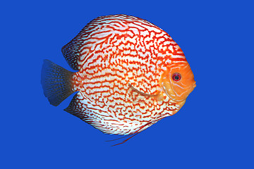 Image showing Checkerboard Discus fish