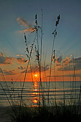 Image showing Reeds at Sunset