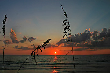 Image showing Reeds at Sunset