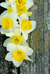 Image showing Daffodils