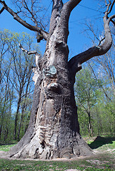 Image showing old oak tree