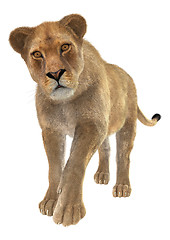 Image showing Female Lion