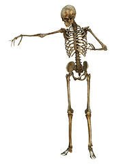 Image showing Human Skeleton