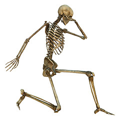 Image showing Human Skeleton