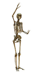 Image showing Human Skeleton