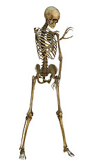 Image showing Human Skeleton