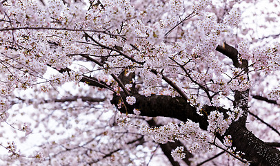 Image showing Blossoming sakura with pink flowers