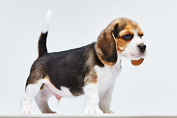 Image showing Beagle puppy on white background