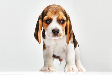 Image showing Beagle puppy on white background