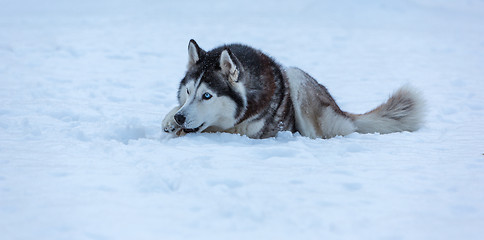 Image showing Siberian Husky dog