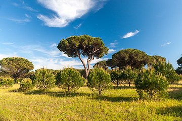 Image showing Italian stone pine 