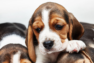 Image showing Beagle Puppy, lying in front of white background