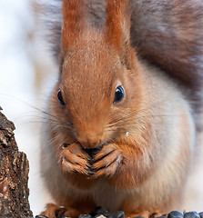 Image showing Eurasian red squirrel gnaws sunflower seeds