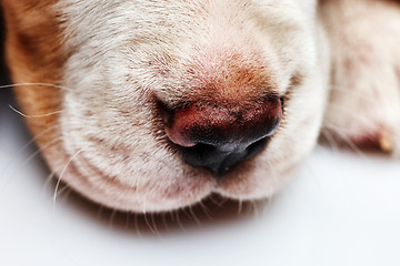 Image showing Nose of cute Beagle puppy 