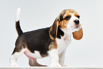 Image showing Beagle puppy on white background