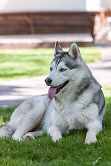 Image showing Portrait of Siberian Husky