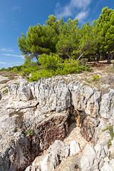 Image showing Pine trees on rock in Croatia